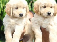 Golden Retriever Köpekleri