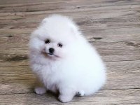 Pomeranian Boo Köpekleri