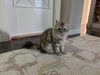 Ücretsiz Sahiplendirme British Longhair