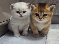 Golden british shorthair yavrular
