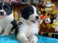 Enerjisiyle hayatınıza neşe katacak border collie!