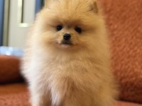 Üst Düzey Ayı Surat Erkek Pomeranian Boo
