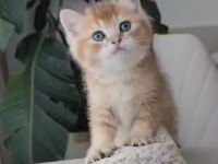 Harika Renk British Longhair Bebekler