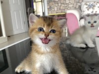 Irk Garantili British Golden Ve Silver Yavrularımız