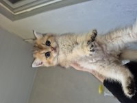 Teslime Hazır British Shorthair Golden Bebekler