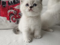 Tatlış Yavru Kedilerim Yeni Sahiplerini Heyecanla Bekliyor