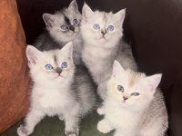 Scottish ayı yüzlü yavru kediler