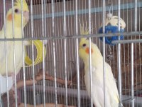 Yeni Yeme Düşen Sultan Papağanları