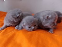 British Shorthair Ve Scottish Fold Yavrular