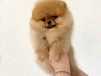 Pomeranian Boo Köpeği Yavruları
