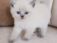 A Kalite Blue Point Yavru Kediler