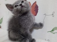 Sevimli Ve Oyuncu Kediler