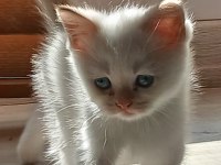 İki Aylik Gold Beyaz Erkek Kedimiz
