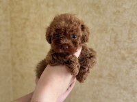 Evde doğmuş anne ve babası ile büyüyen sağlıklı poodle yavrular