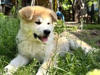 Muhteşem safkan japon akita inu yavrular