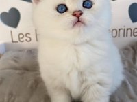 İnci Gibi Işıldayan Silver British Shorthair Ns1133