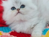 British longhair ns11 silver kızımız