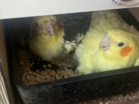 Daha önce 4 sefer yavru alınmış eş uysal sultan papağanı