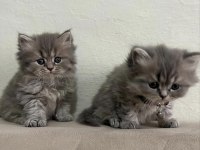 British longhair çikolata