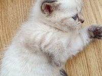 British Shorthair Yavrular Yeni Yuvayı Bekliyor!