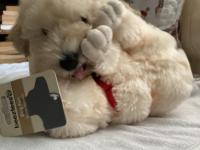 Anne Altından Poodle Yavrular