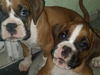 Irk garantili boxer yavruları