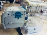 Hagen Vision Ve Çift Japones Muhabbet Kuşlar