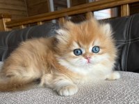 Golden Yeleli British Longhair Yavrumuz