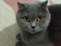 Scottish Fold Kedimiz