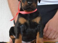 Irk Garantili Doberman Yavruları