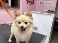 Eğitimli pomeranian