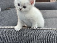 1,5 Aylık Dişi British Shorthair