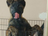 Dişi Belçika Kurdu (Malinois) Yavrumuz