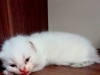 2 beyaz ve 2 gri british shorthair