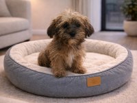 Nadir Altın Çikolata Shih Tzu Yavru – 10 Ocak Doğumlu