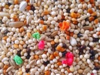 İstanbul İçi Adrese Teslim Kapıda Ödeme Muhabbet Kuşu