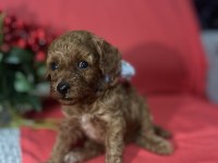 Kore Poodle Bebeklerimiz