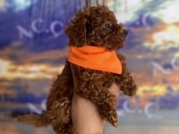 Toy Poodle Garantili Köpekler