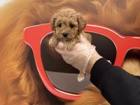 Irk Garantili Toy Poodle Yavrularımız