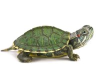 İthal Kırmızı Yanaklı Su Kaplumbağası