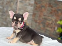French Bulldog Cinsi Yavruları
