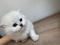 A+++ Kalitede Özenle Bakılan Yavru Kedilerimiz