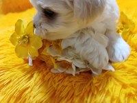 Maltese Terrier Yavrular Gelip Görerek Alabilirsiniz Adrese Teslimat Var