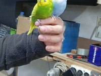 Çift Muhabbet Kuşu