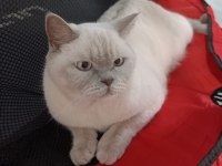 Blue point cinsi kedimiz