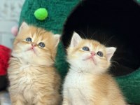 British Longhair Ve Shorthair Golden Yavrular