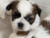 Kendi Shih Tzu Yavrularımız