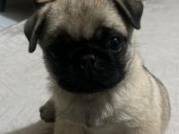 Pug yavru eşyalarıyla birlikte
