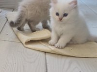 2 aylık british kar beyazı kedimiz