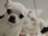 2 erkek 45 günlükler a kalite chihuahua